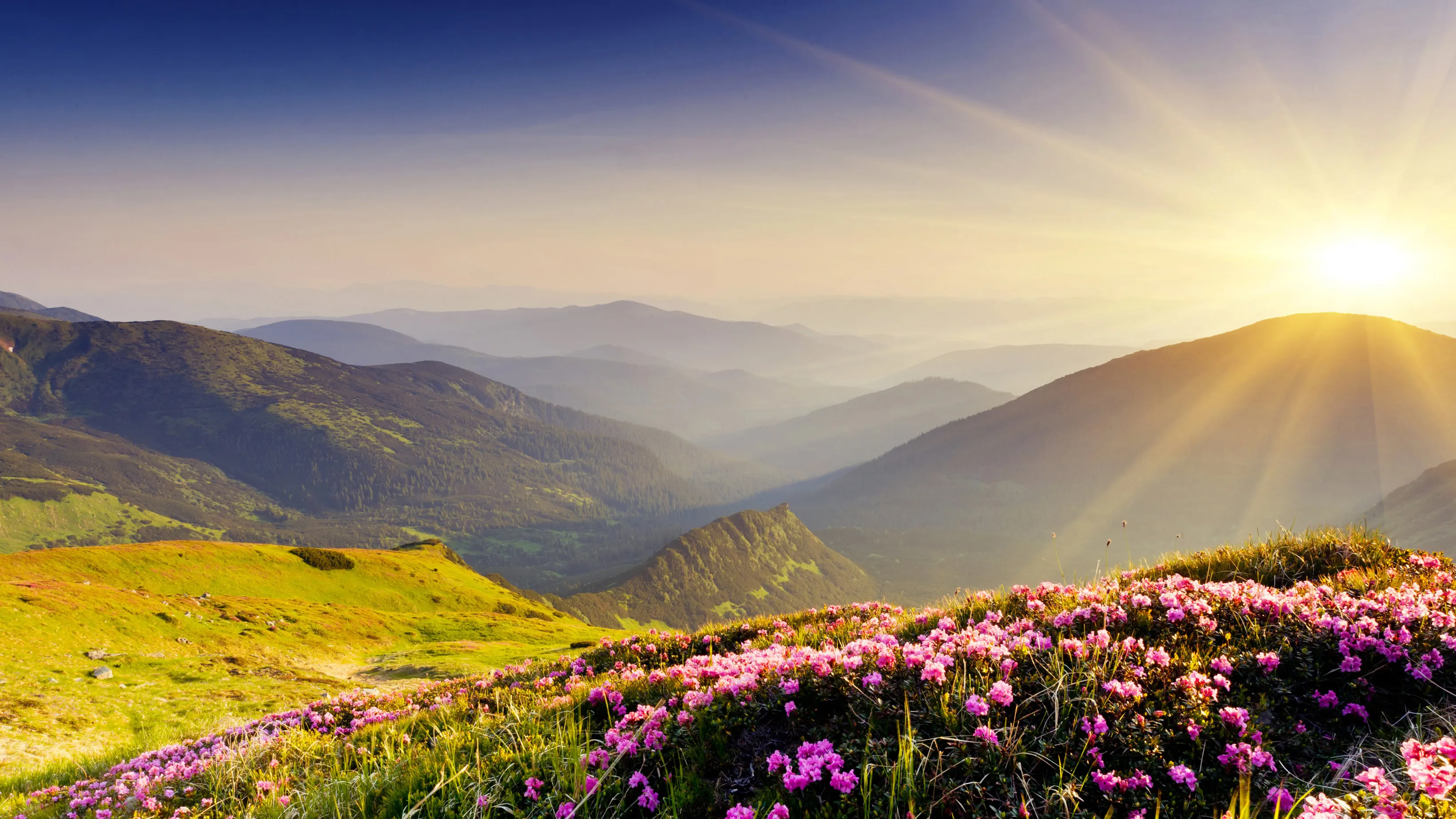 Mountain Valley with a setting sun and pink flowers